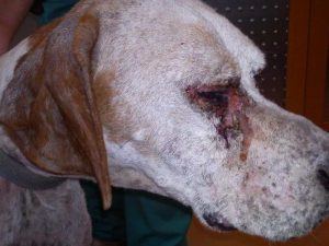 “ΚΑΛΑ-ΑΖΑΡ  ή  ΛΕΙΣΜΑΝΙΑΣΗ”