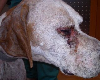 “ΚΑΛΑ-ΑΖΑΡ  ή  ΛΕΙΣΜΑΝΙΑΣΗ”