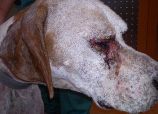 “ΚΑΛΑ-ΑΖΑΡ  ή  ΛΕΙΣΜΑΝΙΑΣΗ”