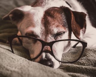 Η ΤΡΙΤΗ ΗΛΙΚΙΑ ΣΚΥΛΩΝ